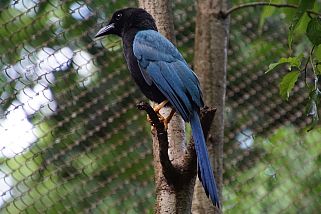 Cyanocorax yucatanicus - Yucatanblaurabe